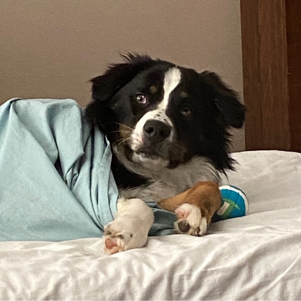 I’m Kriss and this is my Wiggle Butt sidekick Sparrow! - Picture 7 of 7